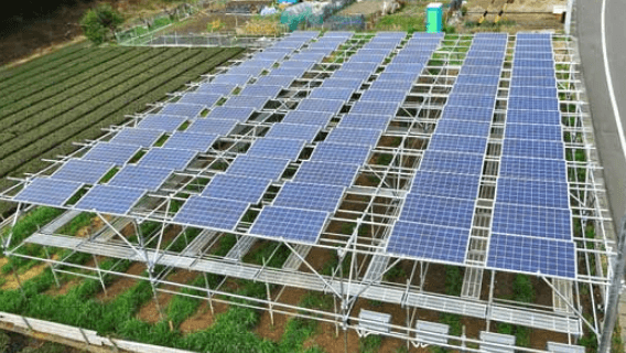 静岡県初のソーラーシェアリング｜茶畑ソーラーシェアリング