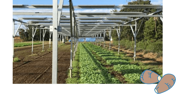 畑作ソーラーシェアリング