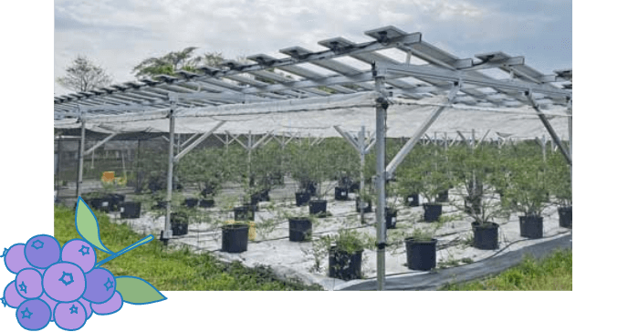 ブルーベリーソーラーシェアリング