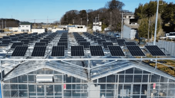 スマートブルー茅ヶ崎農場｜ICT水耕栽培ソーラーシェアリング圃場