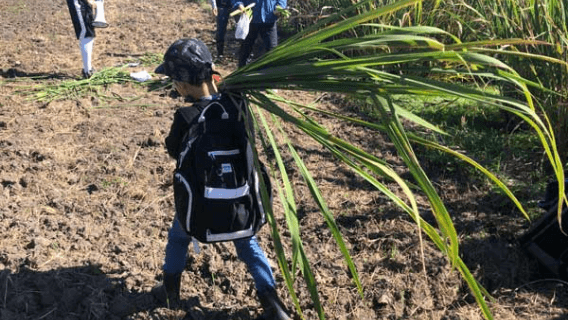 浜松市マコモダケの収穫体験と試食会の様子