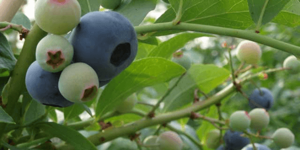 ブルーベリーの生育状況｜スマートブルーいわた農場