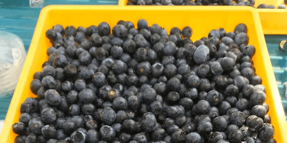 収獲されたブルーベリー｜スマートブルーいわた農場