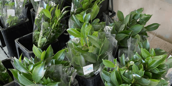 店頭に並ぶ榊｜スマートブルーいわた農場