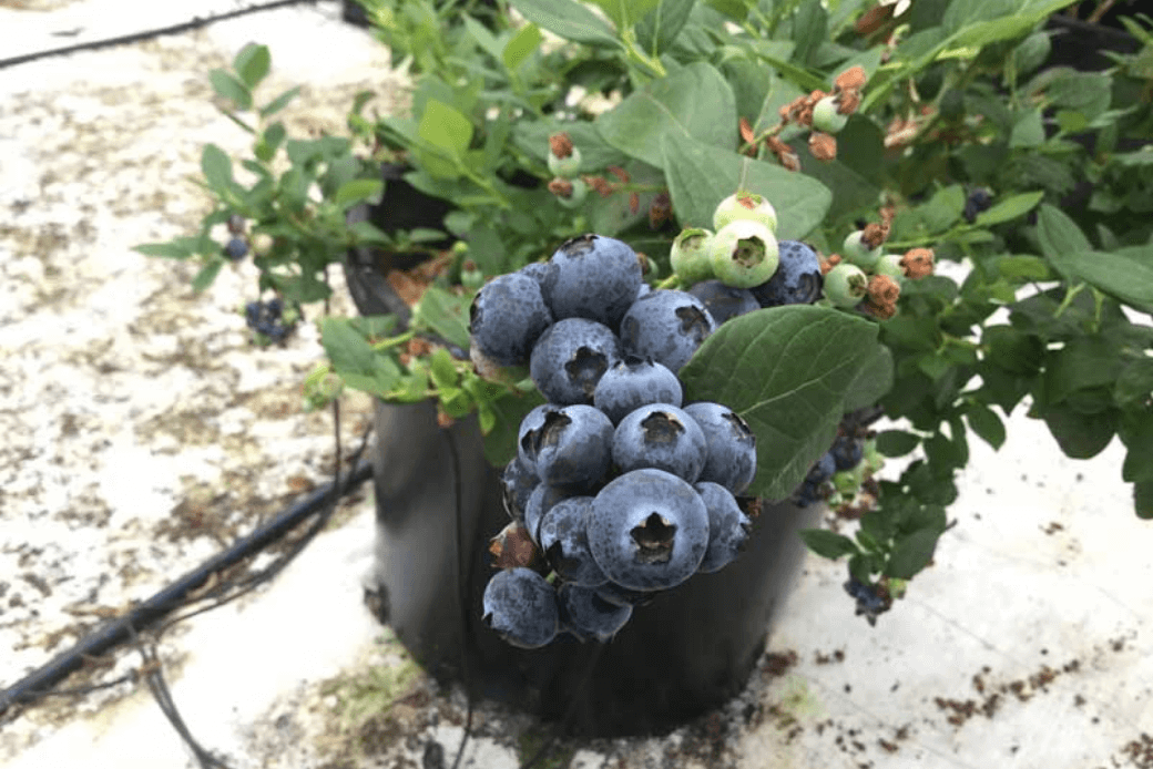 結実したブルーベリー｜スマートブルーいわた農場