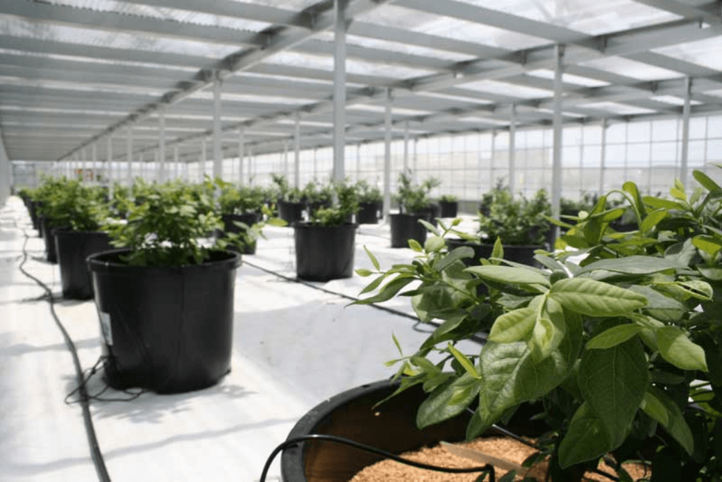 ブルーベリーポット作付け｜スマートブルーいわた農場