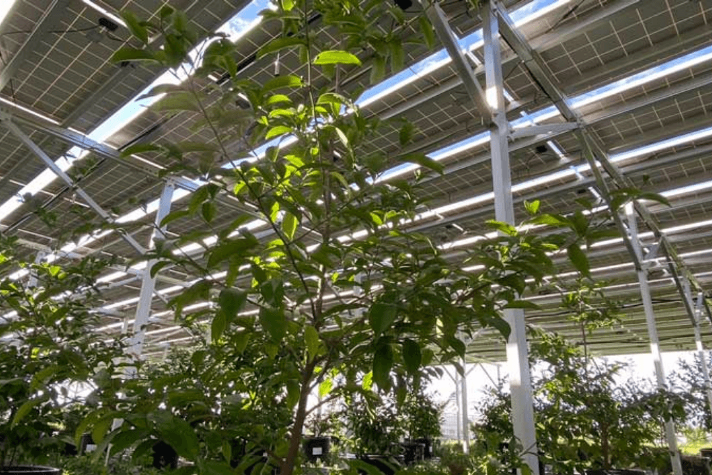 榊の栽培風景｜スマートブルーいわた農場