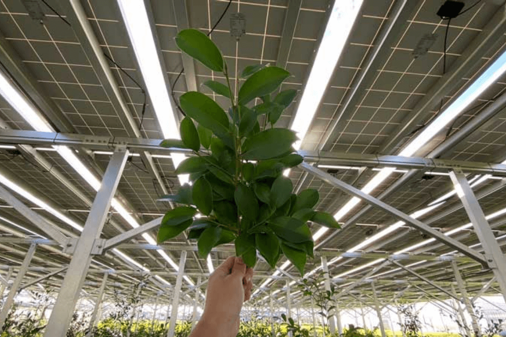 収穫した榊｜スマートブルーいわた農場