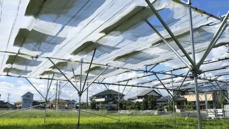 静岡県立大学とのソーラーシェアリング共同研究における散乱光フィルム