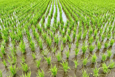 田んぼ｜農地条件別ソーラーシェアリング施工実績