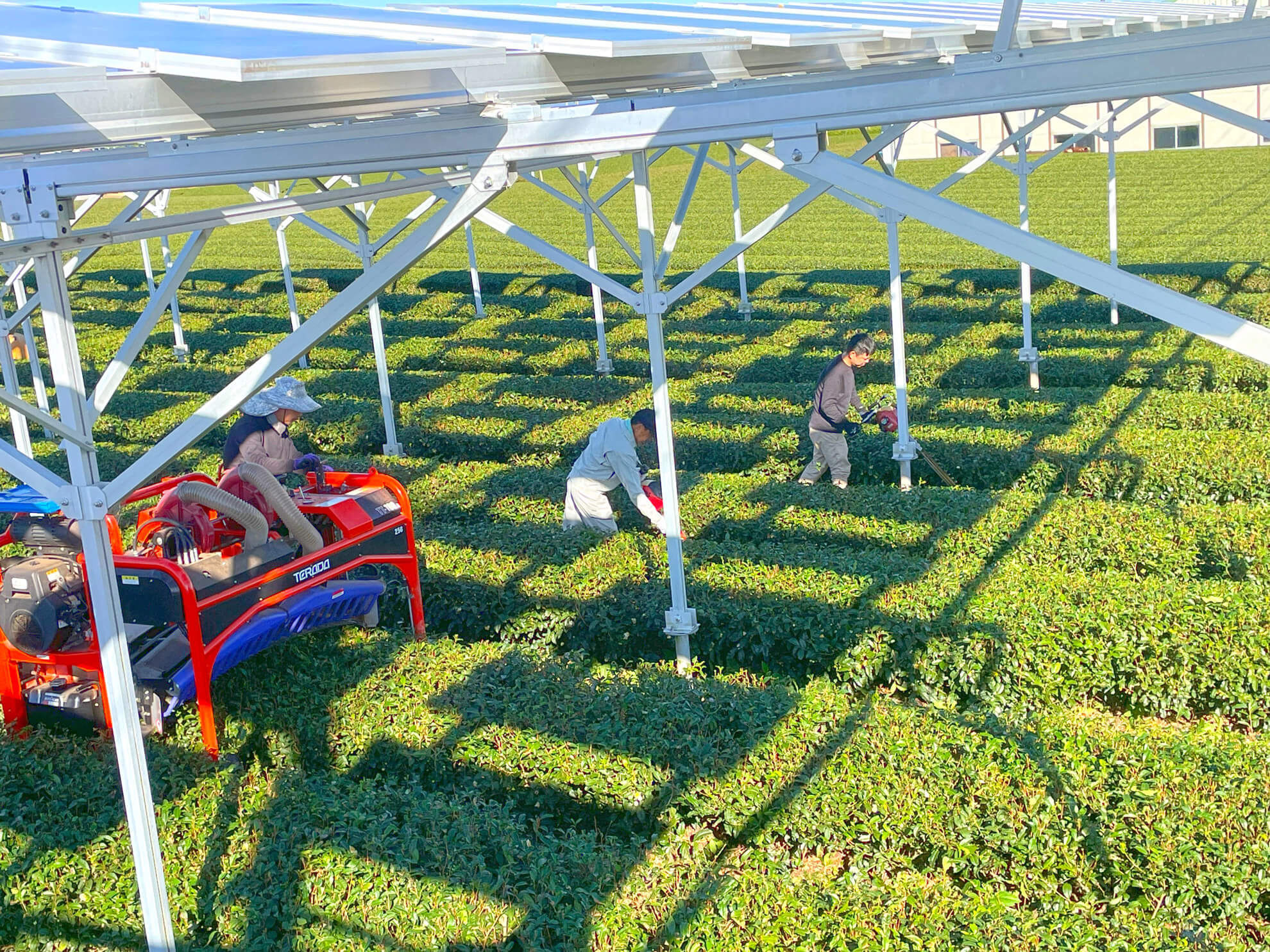 ソーラーシェアリングの下で農作業を行う営農者 | 茶畑