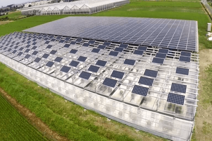 太陽光発電の全量売電と自家消費を両立したソーラーシェアリング圃場