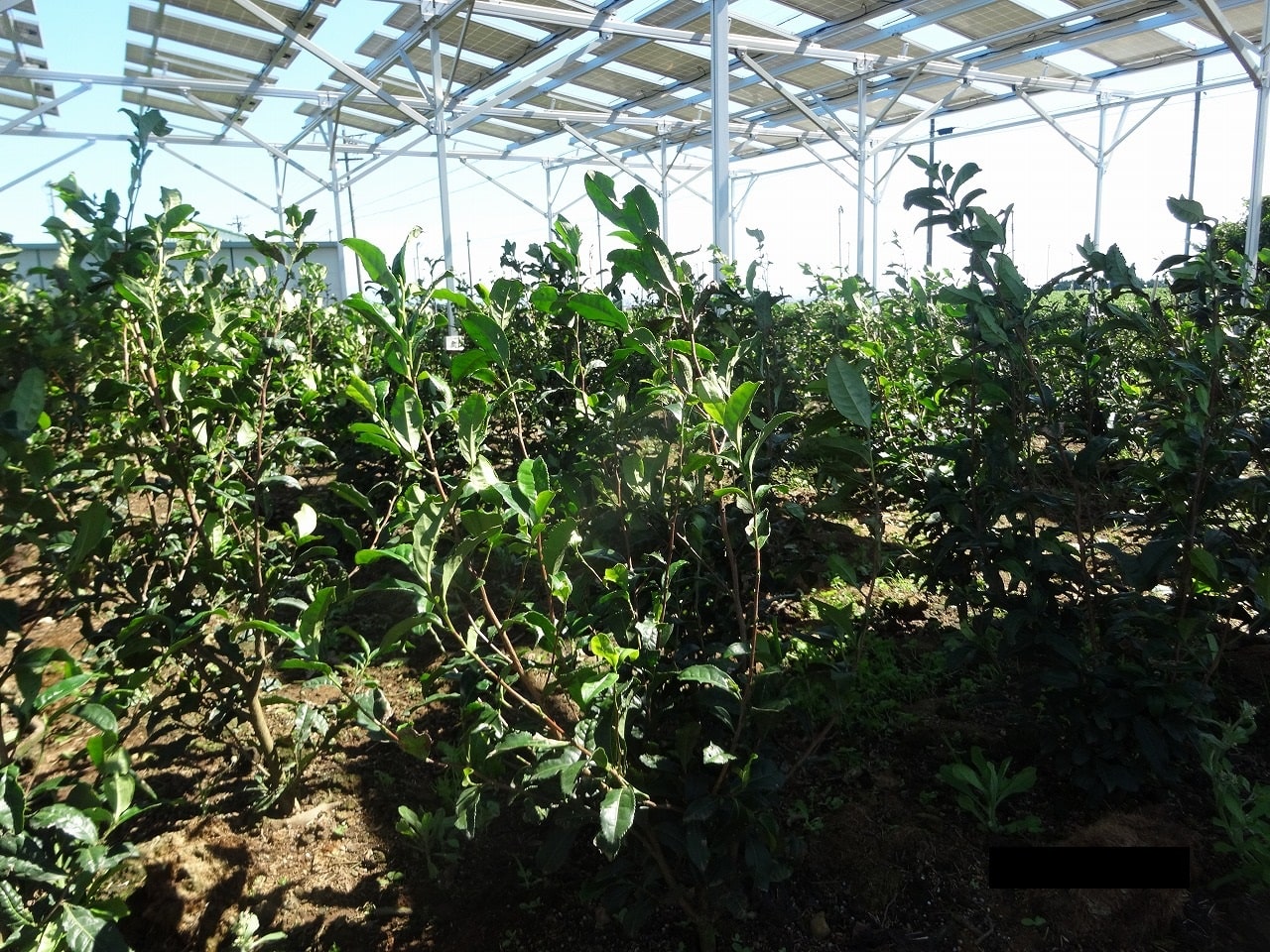 お茶ソーラーシェアリング（営農型太陽光発電）設置事例｜島田市の乗金様｜3年目(25か月目)