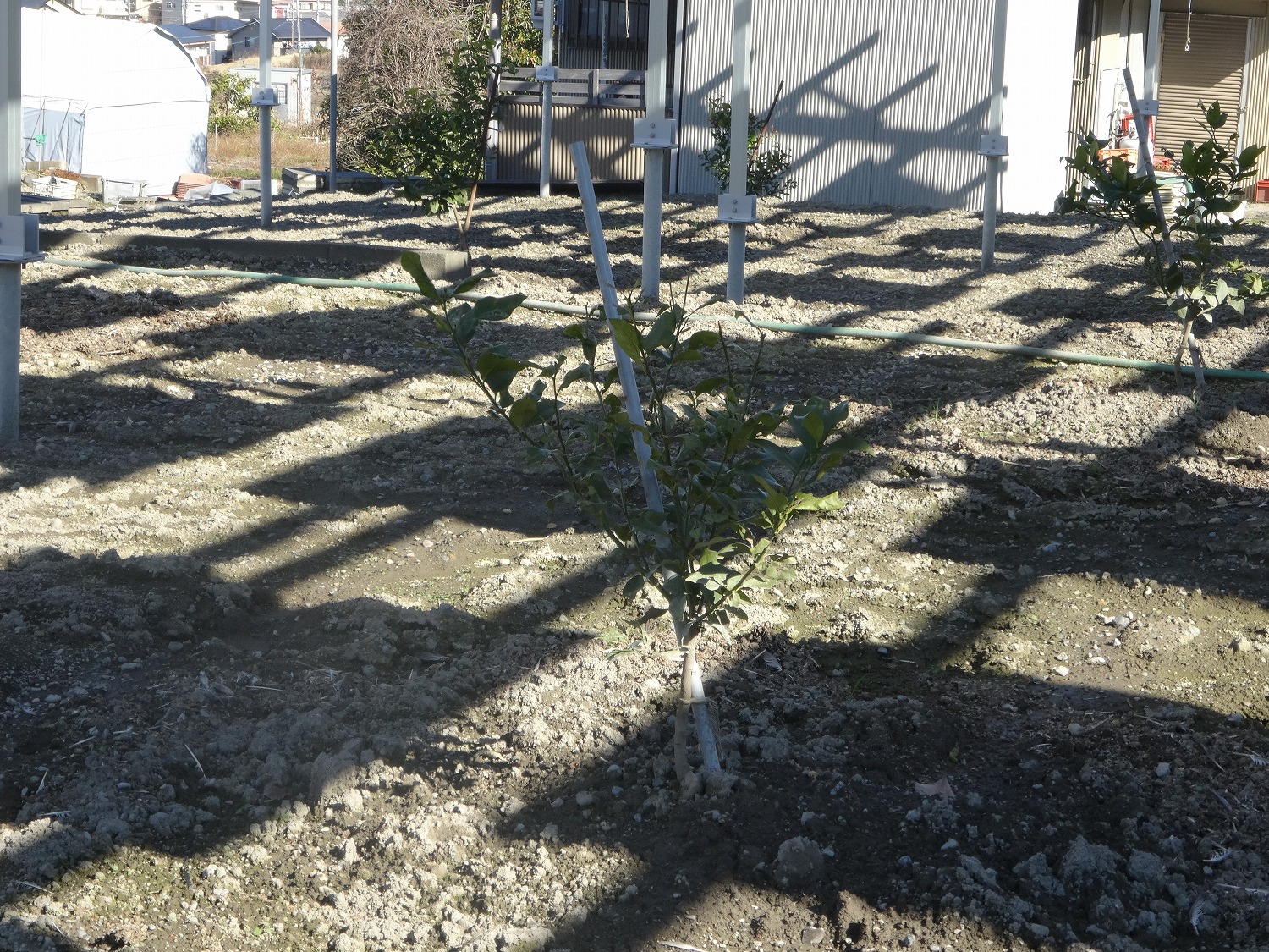 日本平レモンソーラーシェアリング定植10か月目