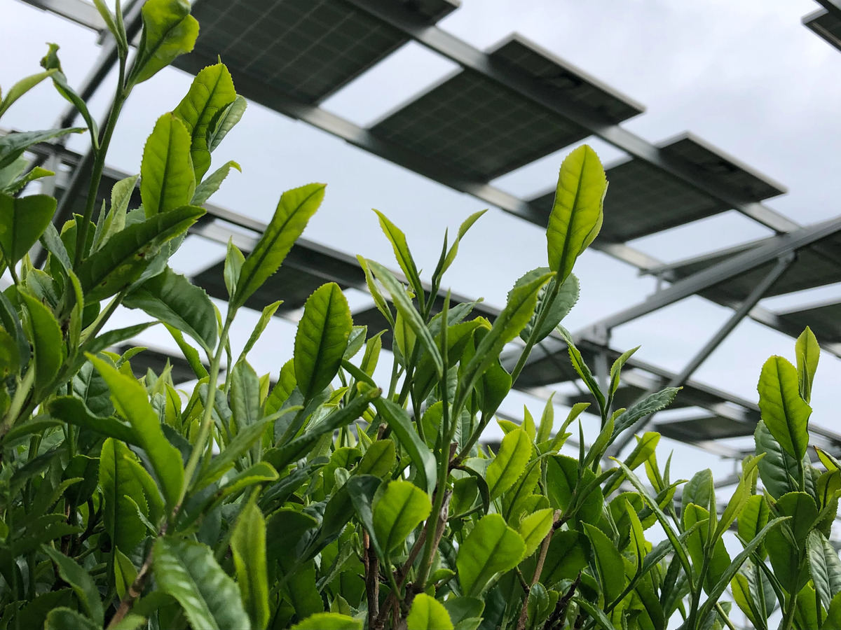 お茶とソーラーシェアリング