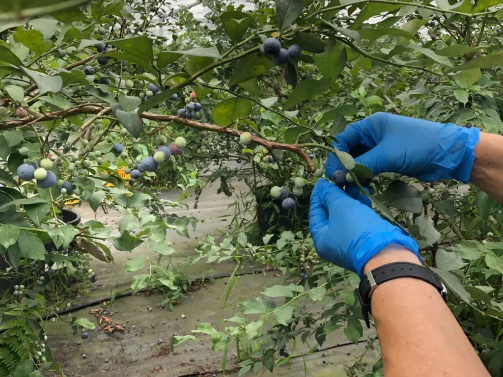 ブルーベリー収穫の様子