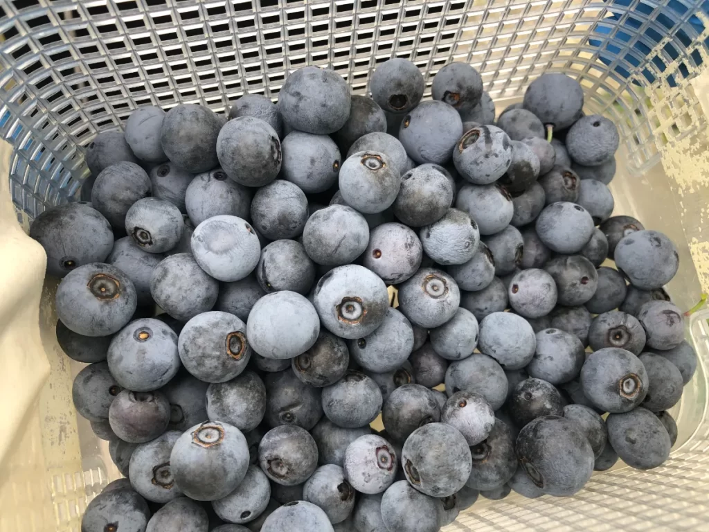 ブルーベリー収穫の様子