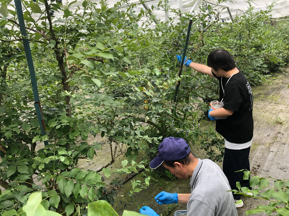 千代圃場のブルーベリー収穫