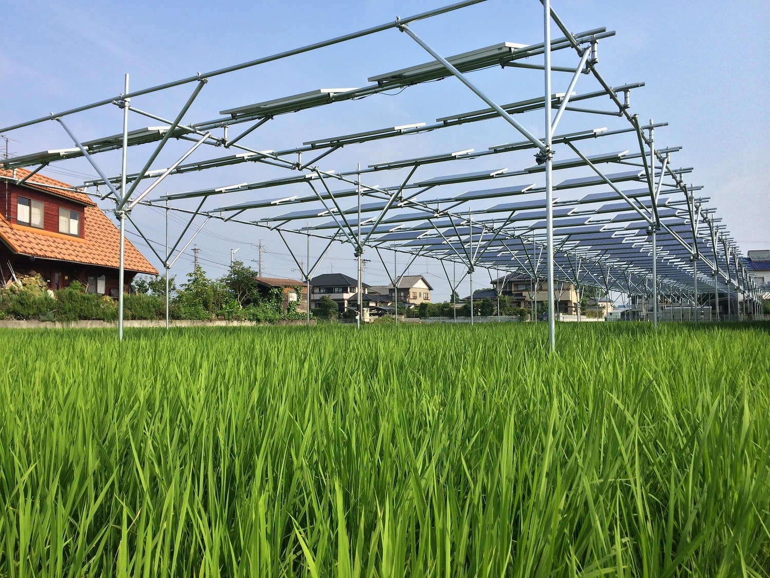 稲作ソーラーシェアリング事例｜岩本様｜静岡県藤枝市｜1年目