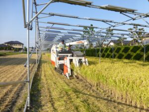 稲作ソーラーシェアリング設置事例｜稲刈りの様子