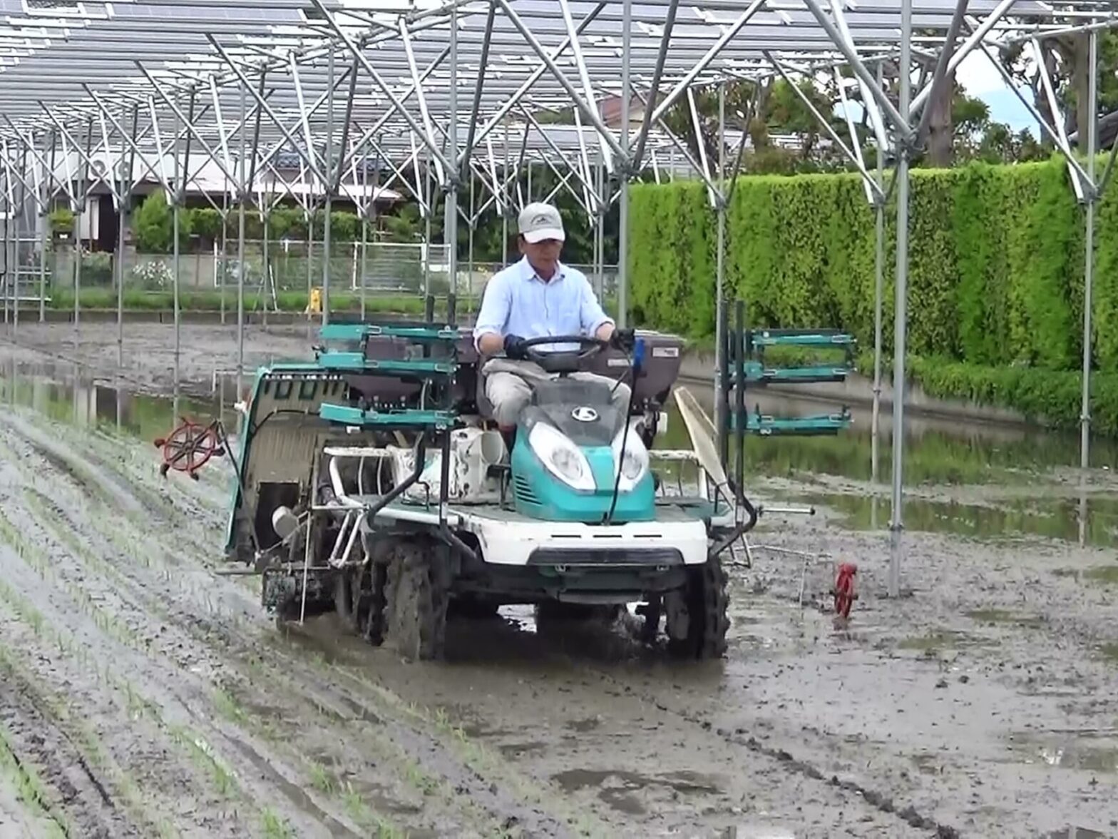 稲作ソーラーシェアリング設置事例｜田植えの様子