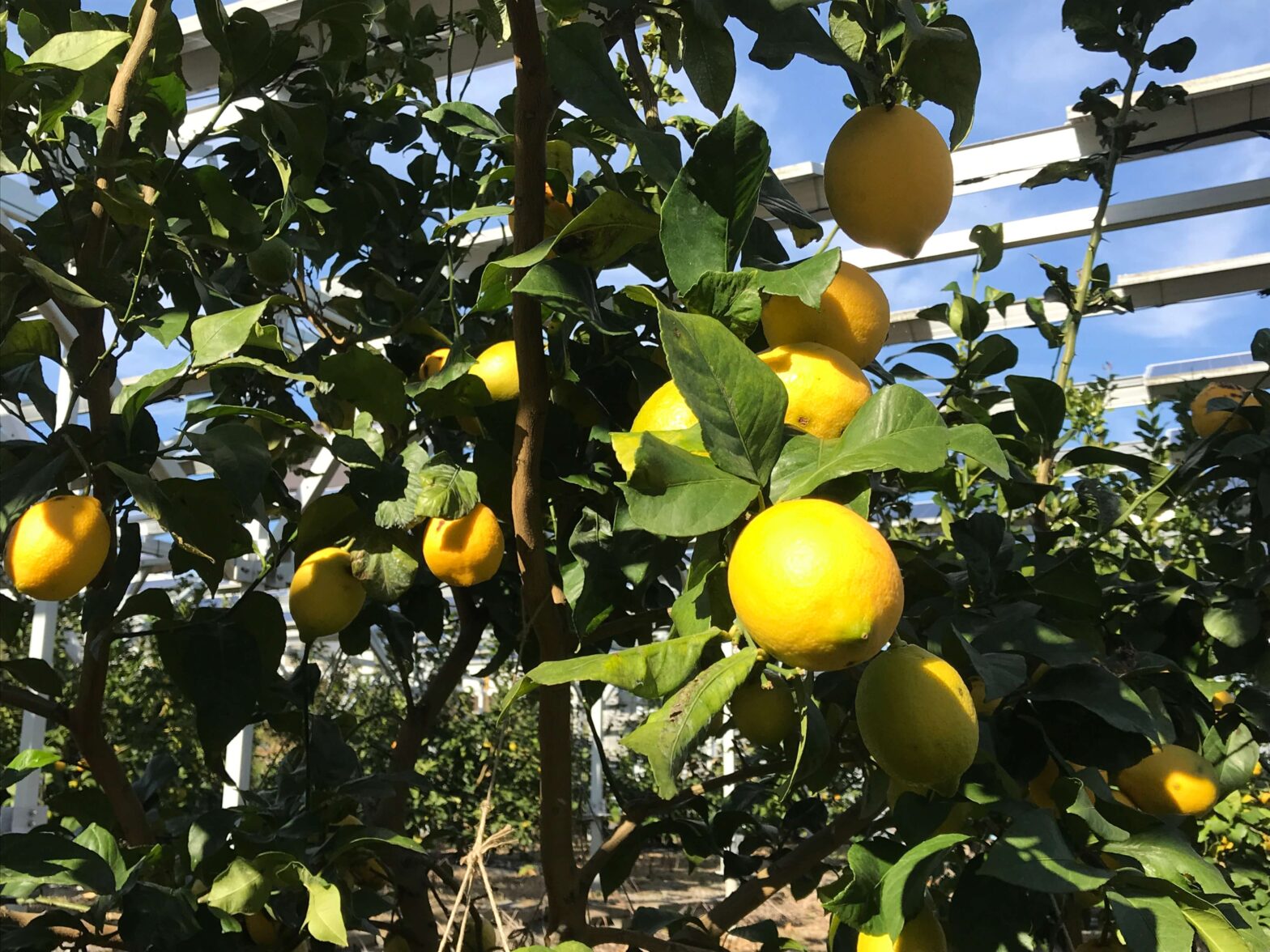 レモンソーラーシェアリング（営農型太陽光発電）設置事例｜静岡市の岩崎様