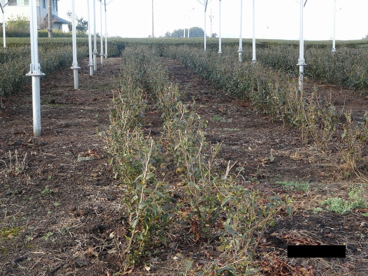 お茶ソーラーシェアリング（営農型太陽光発電）設置事例｜島田市の乗金様｜3年目(30か月目)