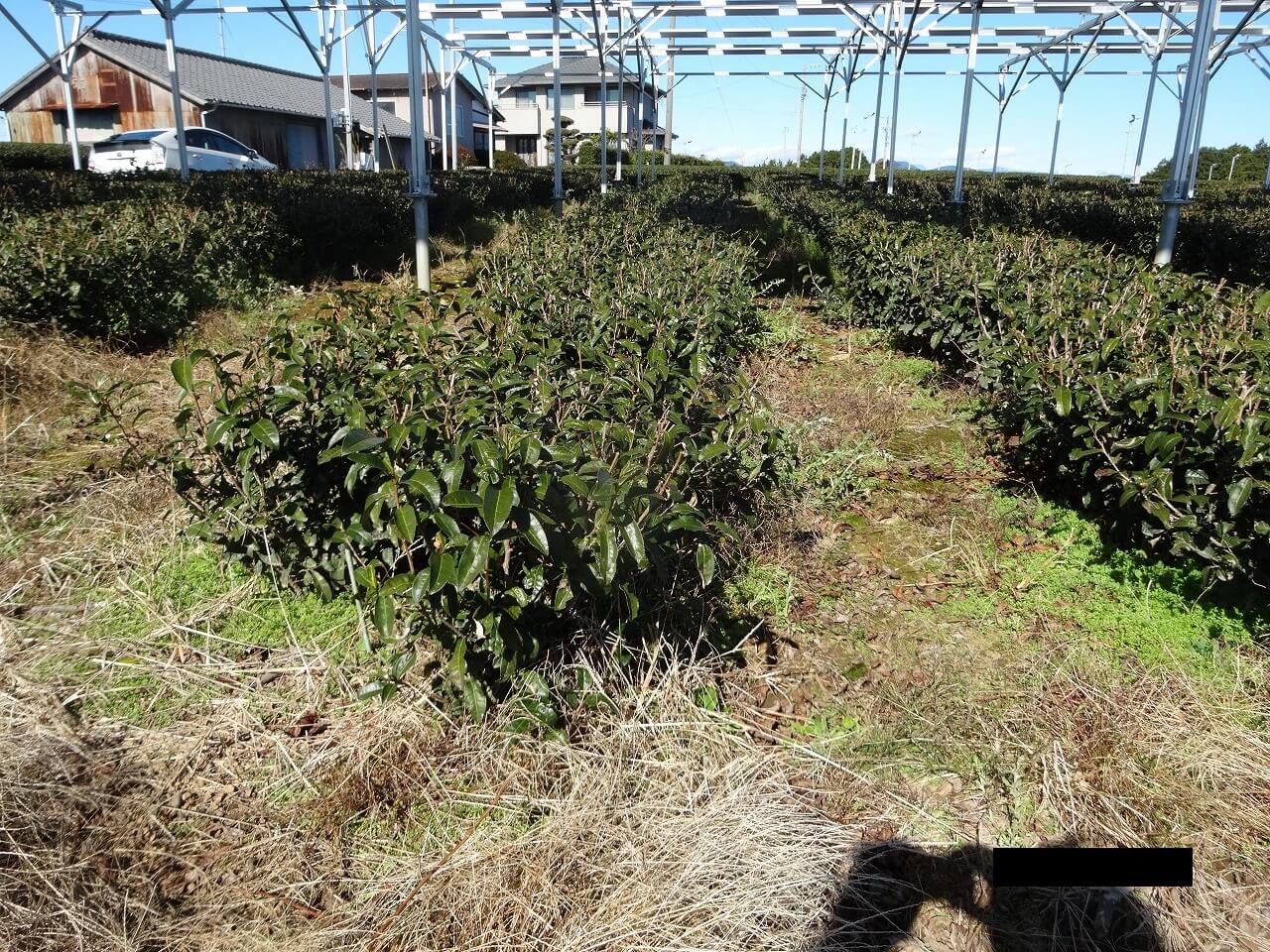 お茶ソーラーシェアリング（営農型太陽光発電）設置事例｜島田市の乗金様｜4年目