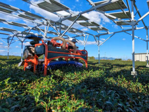 お茶ソーラーシェアリング（営農型太陽光発電）設置事例｜島田市の乗金様