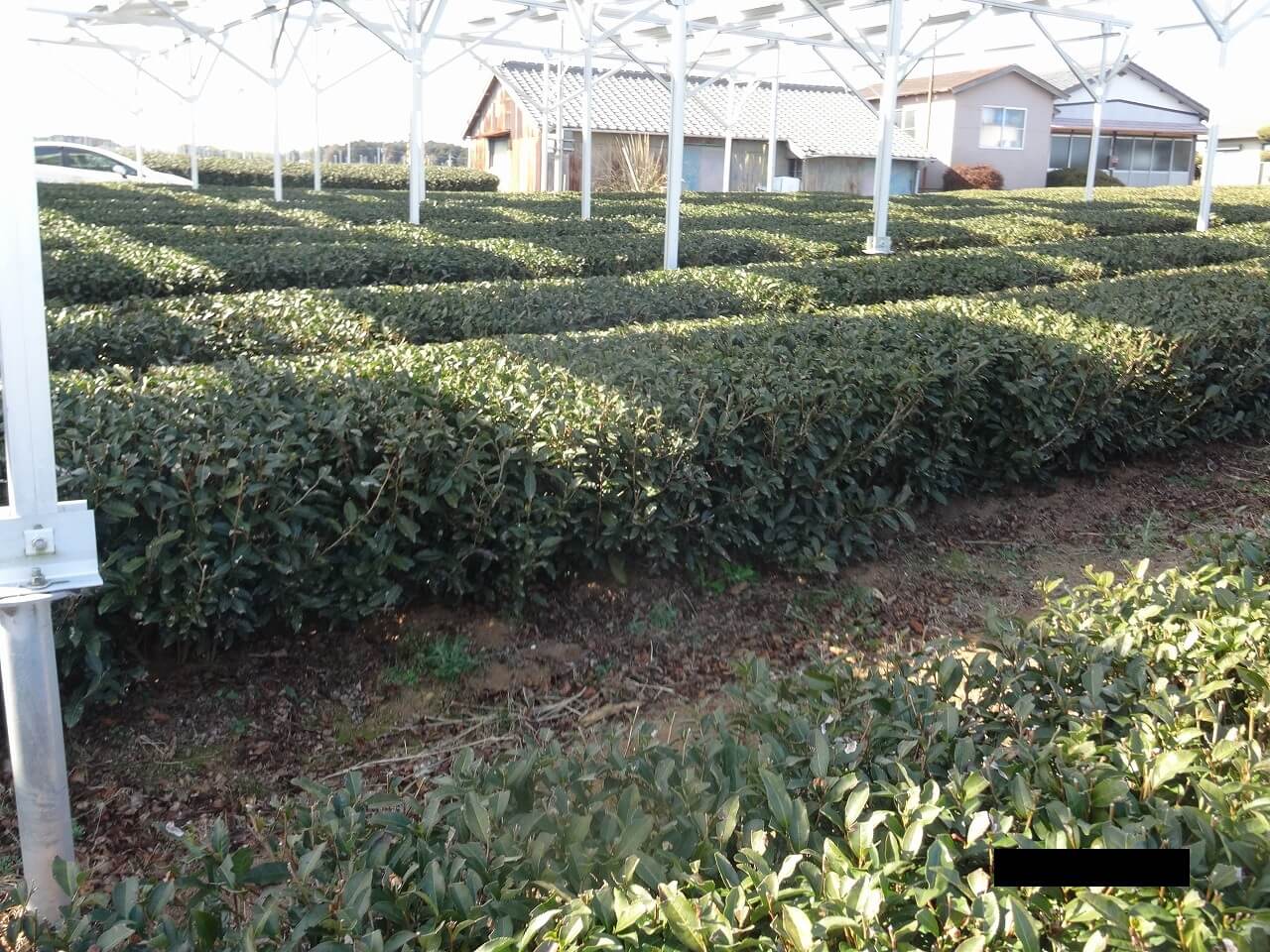 お茶ソーラーシェアリング（営農型太陽光発電）設置事例｜島田市の乗金様｜6年目